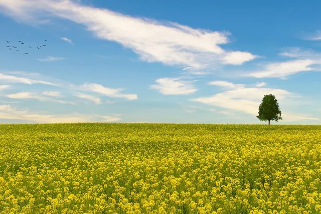 Psychoterapia Gestalt